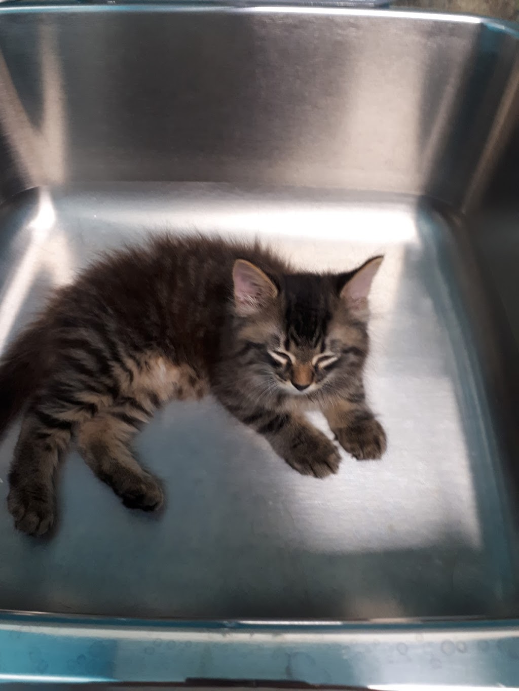 Laurentian Hills Animal Hospital | 720 Westmount Rd E Unit #6, Kitchener, ON N2E 2M6, Canada | Phone: (519) 208-3692