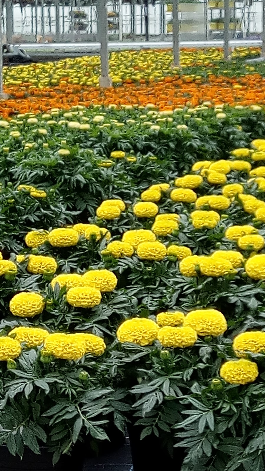 Devry Greenhouses | 7094 Glover Rd, Langley, BC V2Y 2R1, Canada | Phone: (604) 794-3874