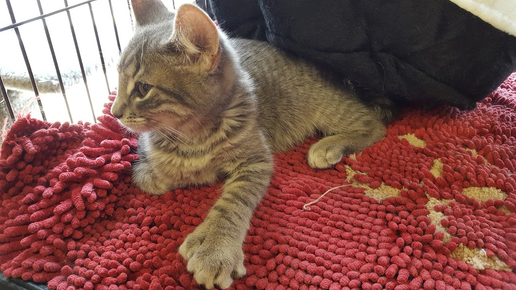 Pet Valu | 98 Lafleche Blvd, Casselman, ON K0A 1M0, Canada | Phone: (613) 764-3243