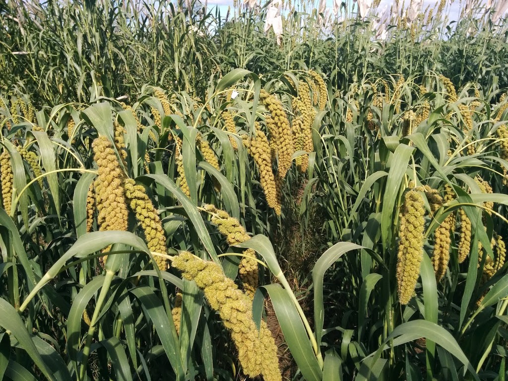 Agriculture Environmental Renewal Canada (AERC) Inc. | 821 Corkstown Rd, Nepean, ON K2K 2Y1, Canada | Phone: (613) 596-5927