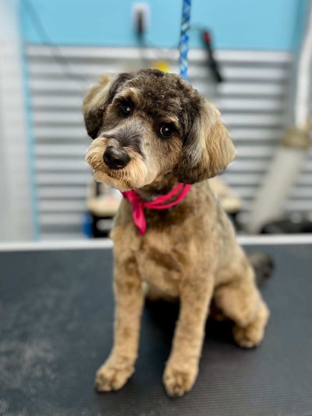 Cutie Patootie Grooming | 143 Borden Ave unit 10, Belmont, ON N0L 1B0, Canada | Phone: (226) 883-0955