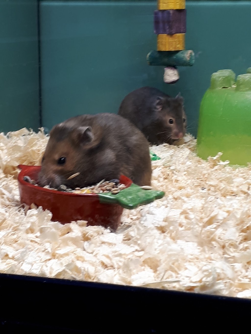 Pet Valu | 120 Thames St N, Ingersoll, ON N5C 4B1, Canada | Phone: (519) 425-1544