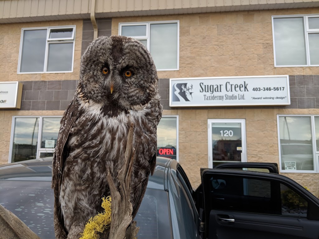 Sugar Creek Taxidermy Studio Ltd | 17 Queensgate Cres #120, Red Deer, AB T4P 0R2, Canada | Phone: (403) 346-5617