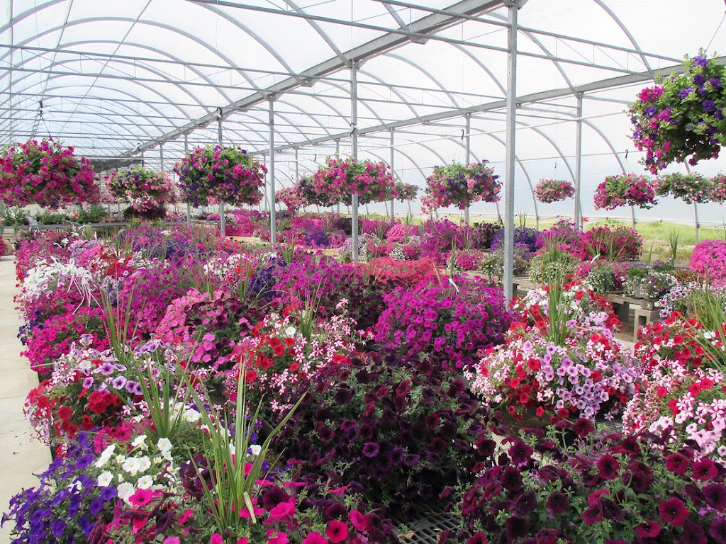 Moores Greenhouse | 243003 Range Road 240, Wheatland County, AB T1P 2C2, Canada | Phone: (403) 934-4885