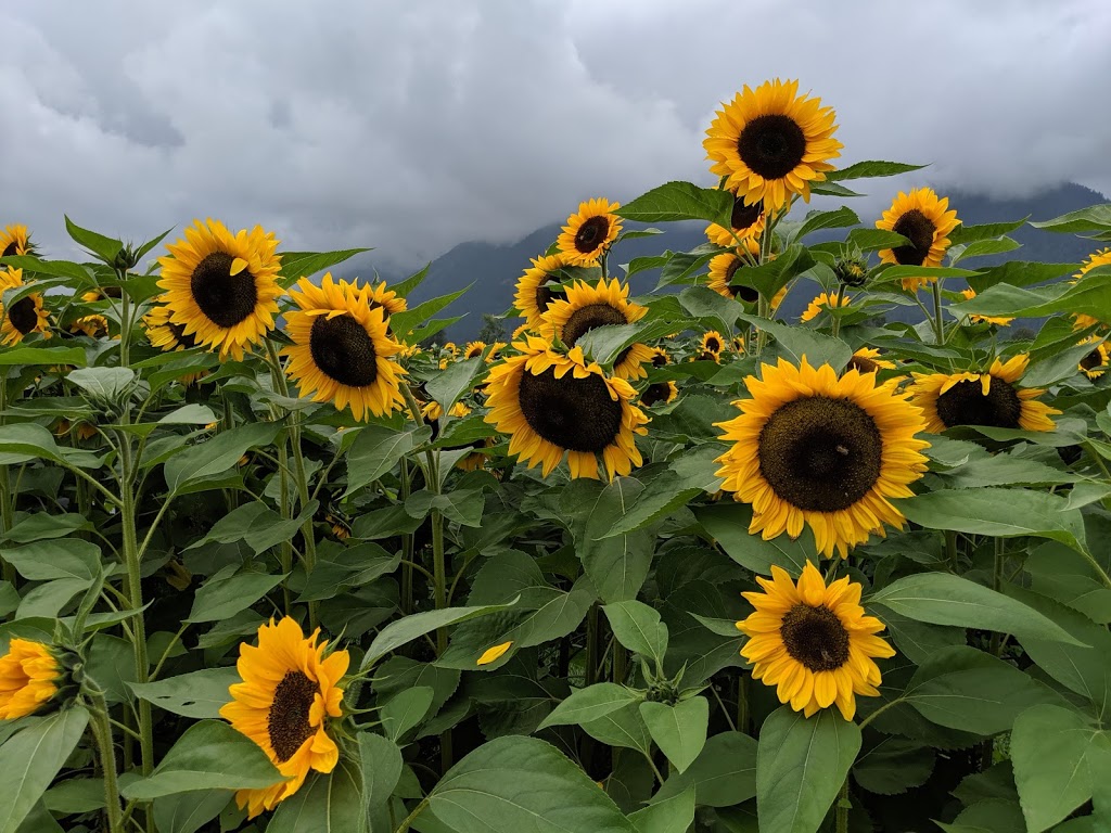 Royalwood Golf Course | 41050 Royalwood Dr, Chilliwack, BC V2R 4J1, Canada | Phone: (604) 823-4653