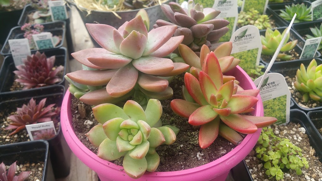 Doorns Greenhouse | NE-1-16-20 W2 (8km South of Regina on Highway RR3, Regina, SK S4P 2Z3, Canada | Phone: (306) 586-5791