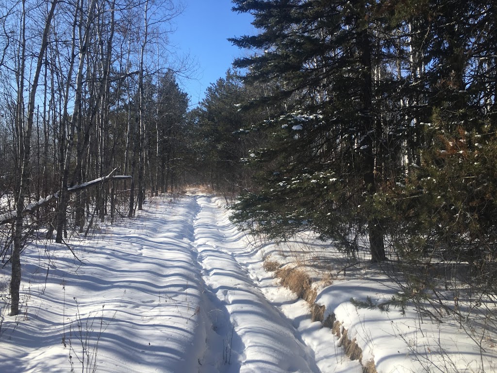 Sand Forest | Rd 31N, Marchand, MB R0A 0Z0, Canada | Phone: (204) 408-5298