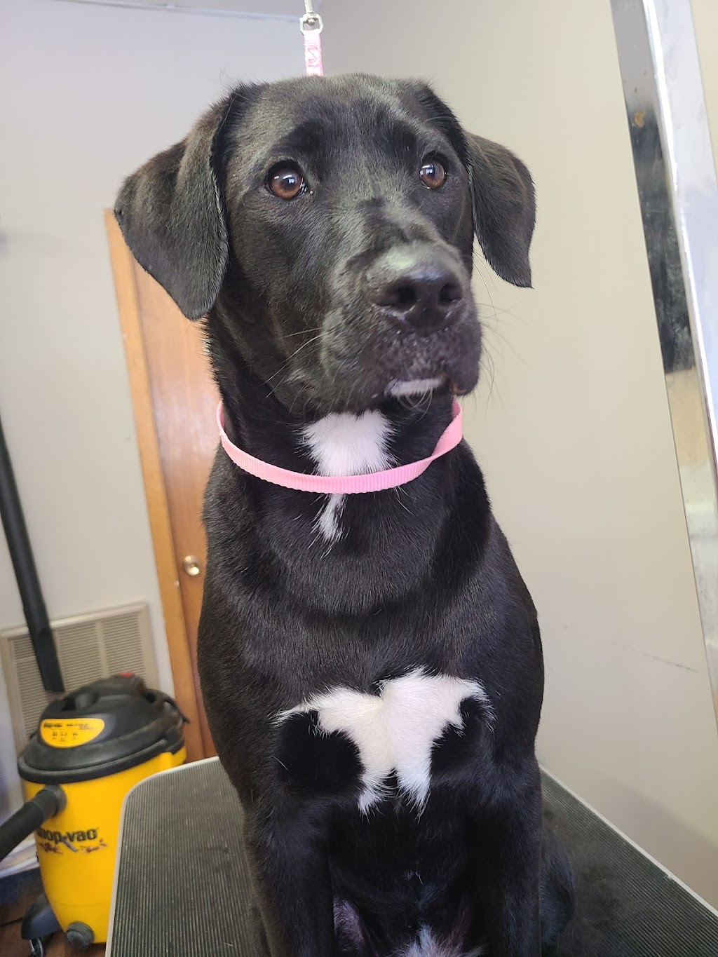 Backcountry Pet Grooming | 191 Ontario St, Burks Falls, ON P0A 1C0, Canada | Phone: (705) 783-5382