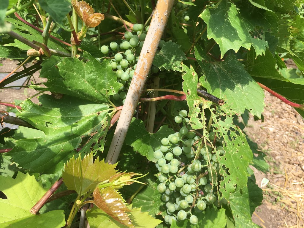 communautaire sault au récollet Garden | 10871 rie du, Montréal, QC H2B 2H3, Canada