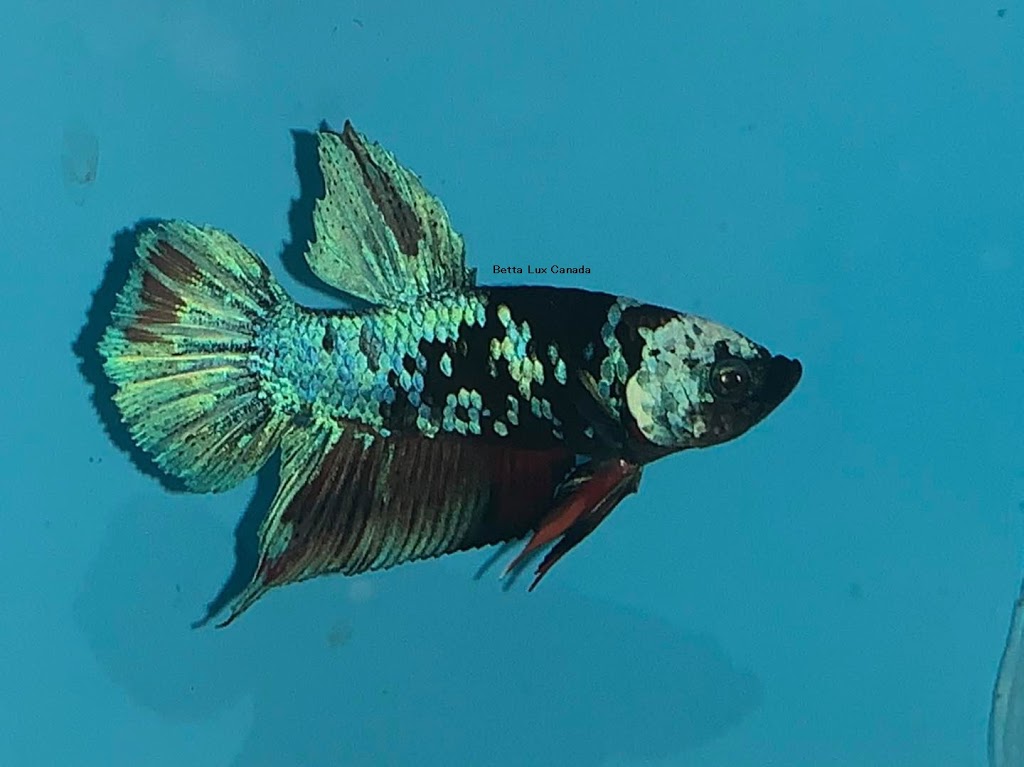 Betta Lux Canada | 536 Third St Unit 12, London, ON N5V 4R5, Canada | Phone: (226) 700-0224