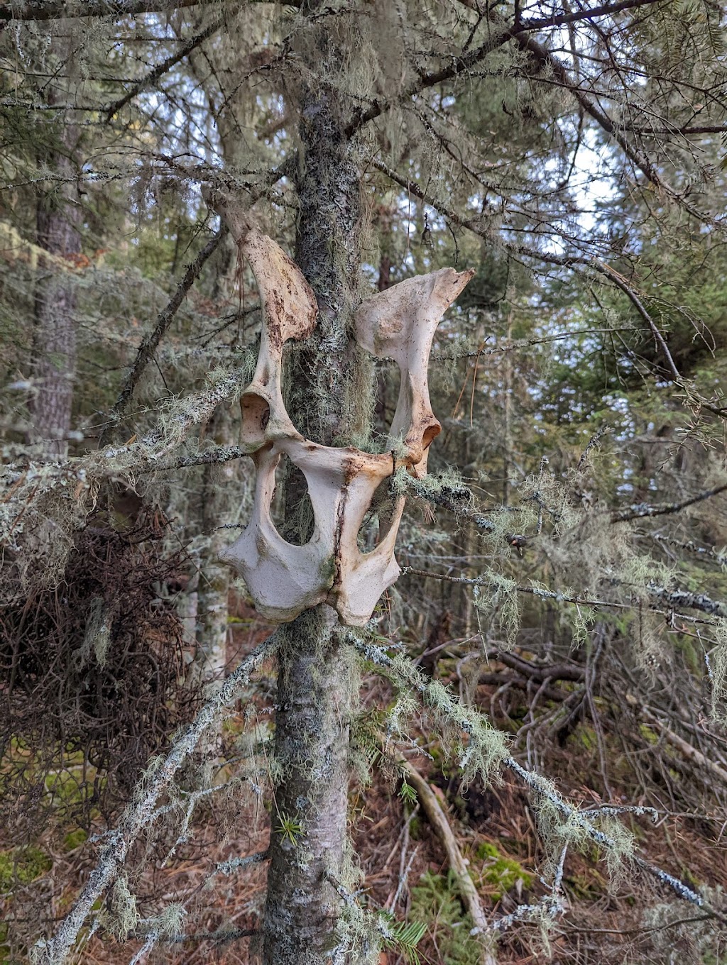Zec Du Lac Brebeuf 247 Chem. du Lac Brébeuf, SaintFélixd'Otis, QC