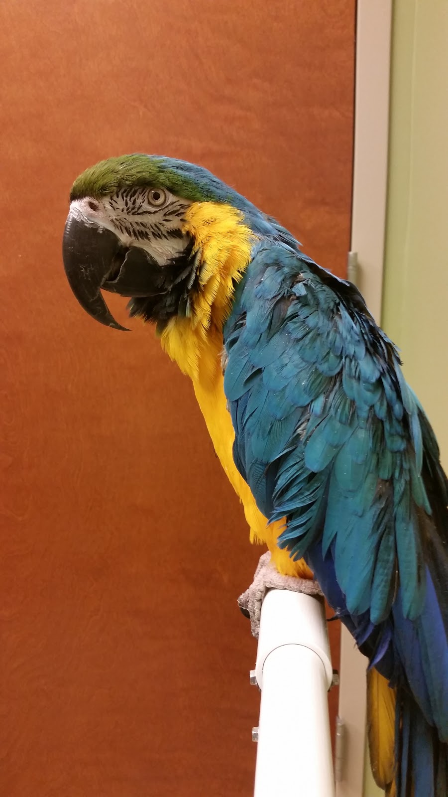 Specialized Care-Avian & Exotic Pets | 10882 Main St, Clarence, NY 14031, USA | Phone: (716) 759-0144