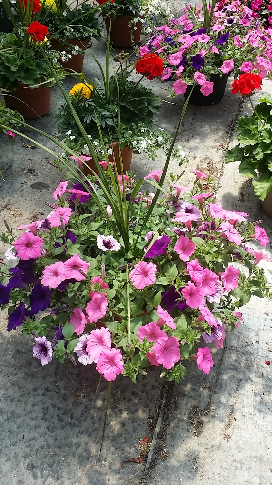G & L Nurseries | 7294 RR 20, Smithville, ON L0R 2A0, Canada | Phone: (905) 957-6471