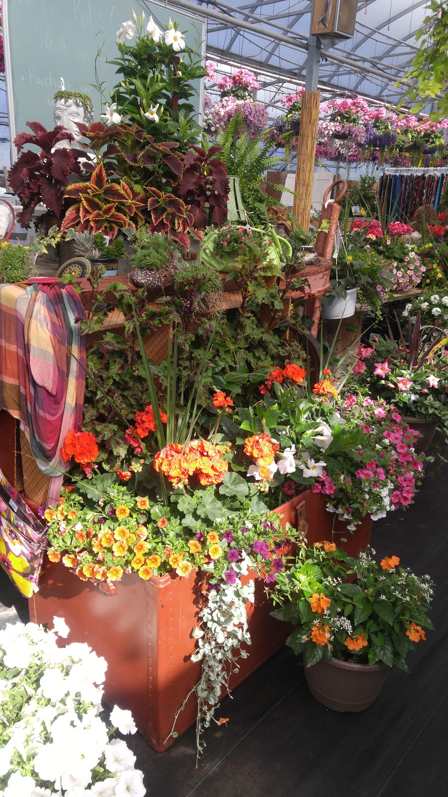 Kalis Greenhouse | 1279 Old Hwy 24, Waterford, ON N0E 1Y0, Canada | Phone: (519) 443-5151