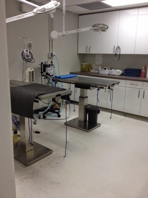 Calgary Pet Wellness and Spay & Neuter Clinic | 3563 52 St SE, Calgary, AB T2B 3R3, Canada | Phone: (403) 569-7387