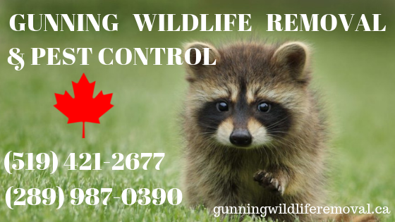 Georgetown Ontario Gunning Wildlife Removal & Pest Control | 9 Gollop Crescent, Georgetown, ON L7G 5P1, Canada | Phone: (289) 987-0390