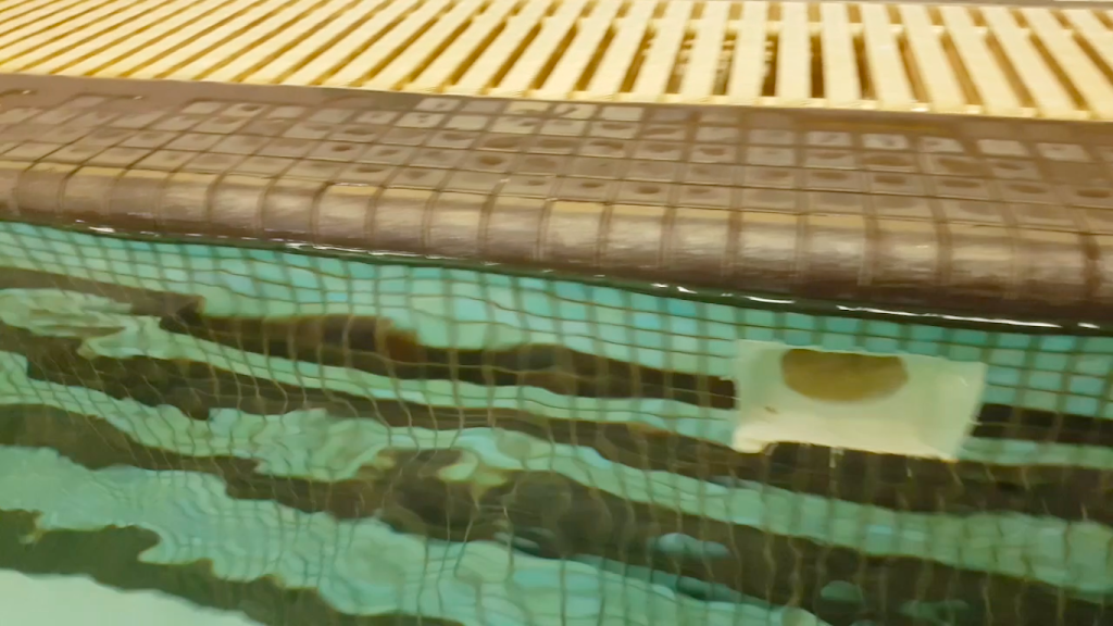 PPL Aquatic, Fitness & Spa Group Inc | 5170A Timberlea Blvd, Mississauga, ON L4W 2S5, Canada | Phone: (905) 501-7210