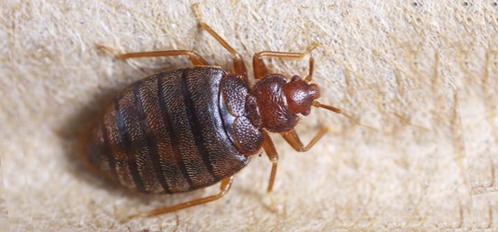 Top line pest control | 15677 98 Ave, Surrey, BC V4N 2W9, Canada | Phone: (604) 551-6504