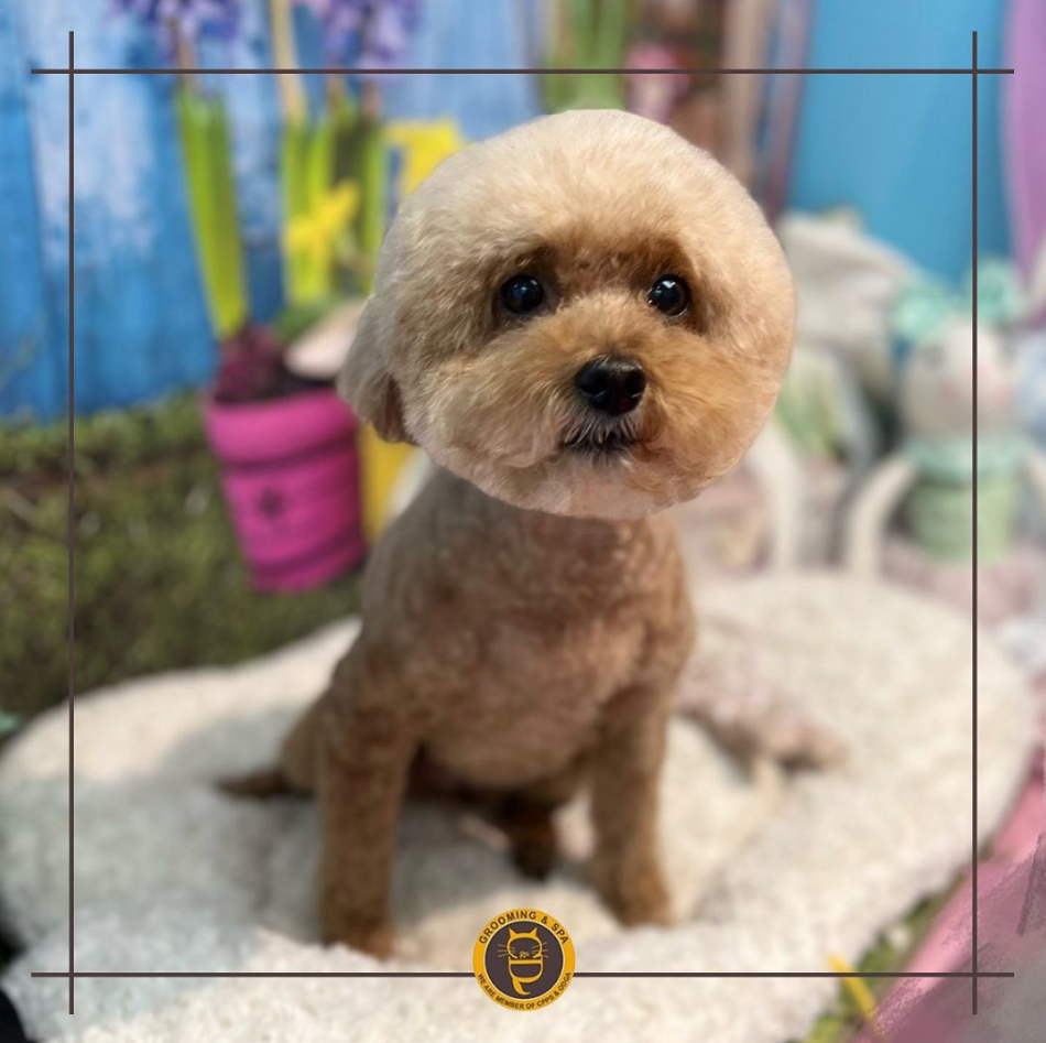 C&D Pet Studio St. Catharines | 595 Carlton St Unit 4, St. Catharines, ON L2M 4Y2, Canada | Phone: (647) 303-7116