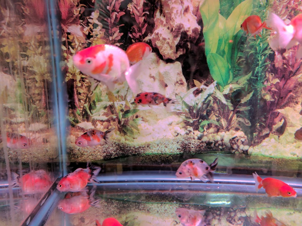Proaquatic - Aquarium Shop - Specializing in Goldfish and Japane | 585 Middlefield Rd #12a, Scarborough, ON M1V 4Y5, Canada | Phone: (647) 728-1296