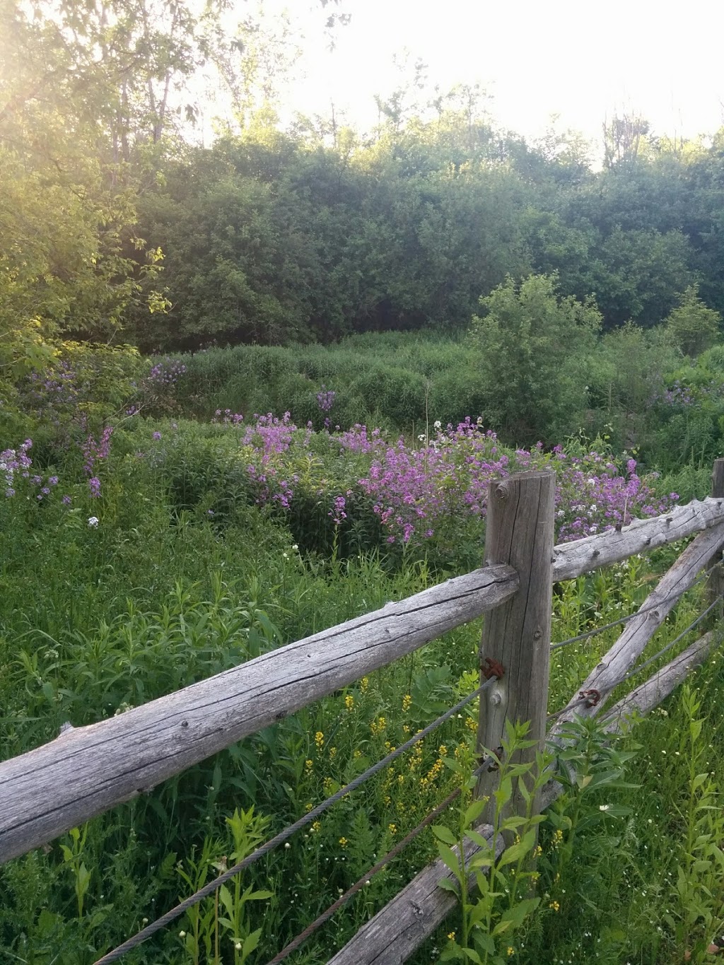 Pleurotes | District de Deschenes, Gatineau, QC J9J 1A1, Canada