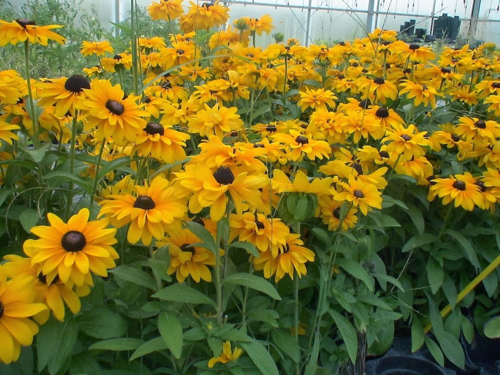 St. Clair Greenhouses & Florist | 7043 Big Hand Rd, St Clair, MI 48079, USA | Phone: (810) 488-0078