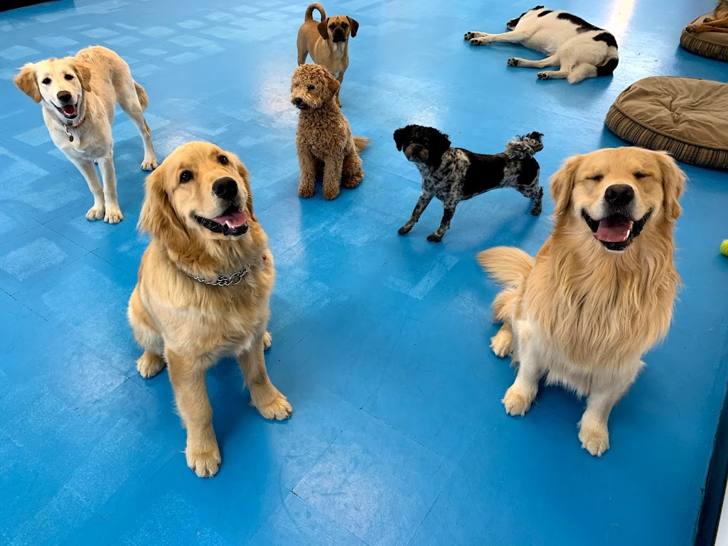 Hounds Like Fun!!! | 759 Northmount Dr NW, Calgary, AB T2L 0A1, Canada | Phone: (403) 289-2208