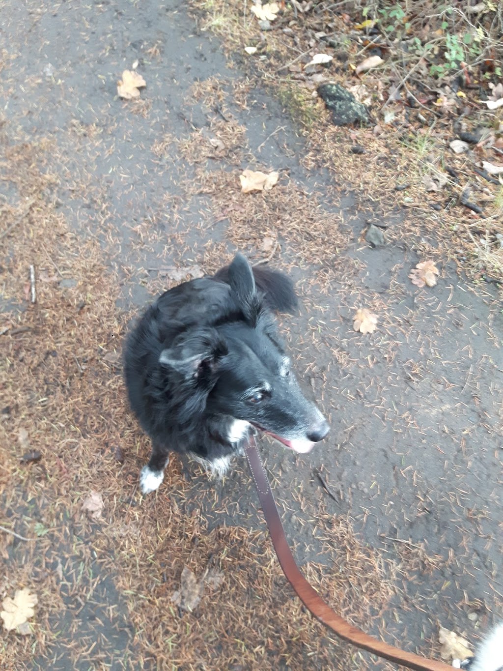 Not Home Alone Pet Services | 39 Porter Rd, Nanaimo, BC V9X 1B8, Canada | Phone: (250) 802-6614