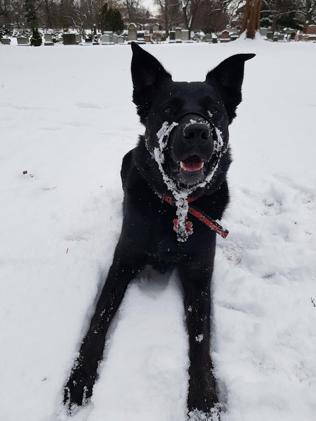 K9s In The 6 | 606 Pape Ave, Toronto, ON M4K 3R8, Canada | Phone: (647) 569-8231