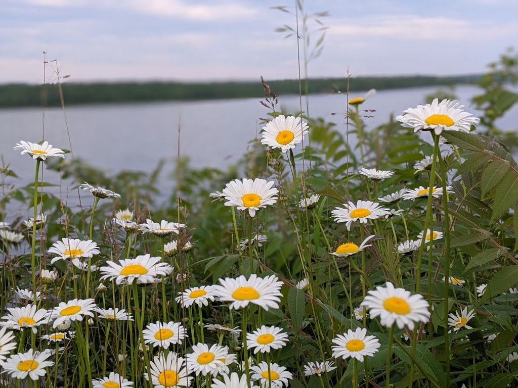 Whitewater Village | 503 Rafting Rd, Foresters Falls, ON K0J 1V0, Canada | Phone: (866) 298-3333