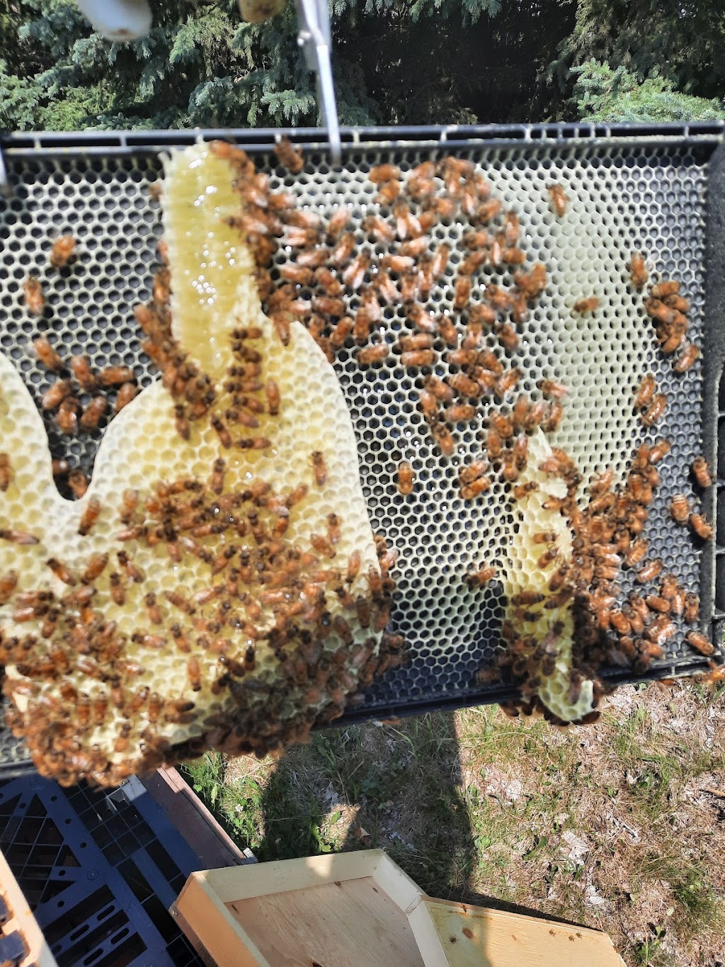 BBB HONEY FARM INC | 382080 RR 5, 5, Alhambra, AB T0M 0C0, Canada | Phone: (403) 844-3557
