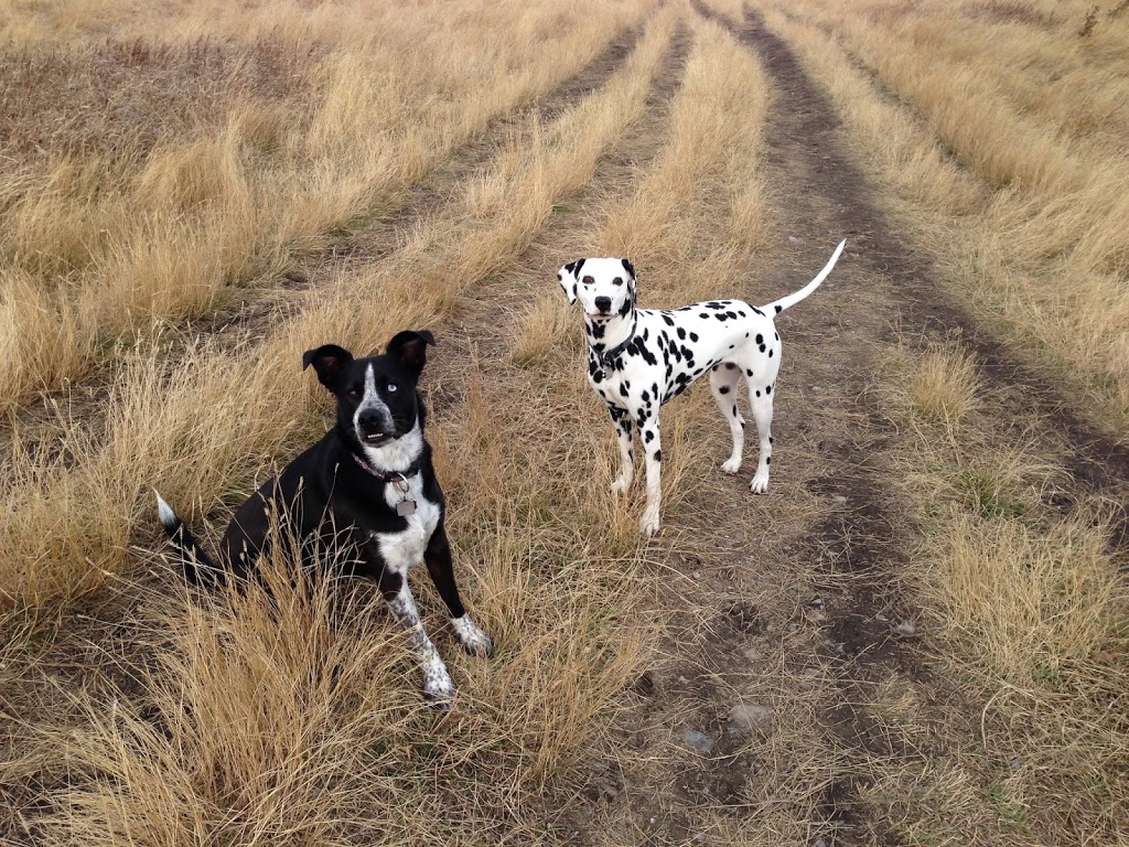 Westhills Veterinary Clinic | 276 Stewart Green SW, Calgary, AB T3H 3C8, Canada | Phone: (403) 242-9612
