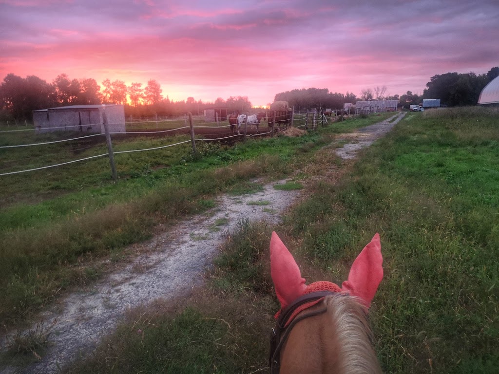 Lilac Lane Equestrian | 2464 Munster Rd, Stittsville, ON K2S 1B8, Canada | Phone: (613) 262-9206