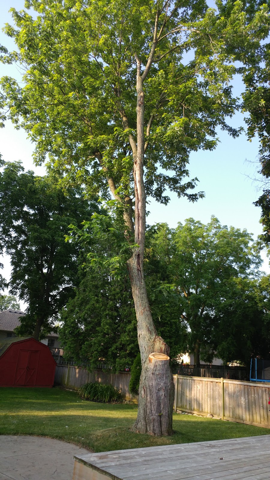 Beauregard Tree Service | 55 River Rd, Brantford, ON N3T 5L6, Canada | Phone: (519) 756-3489