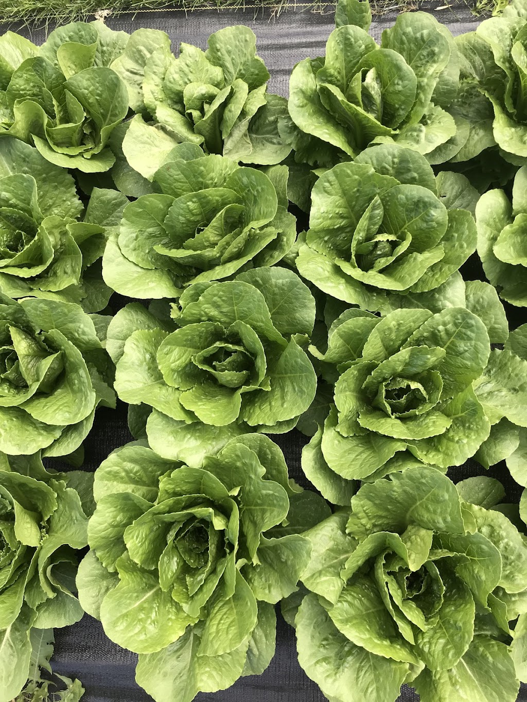 lil Green Urban Farm | 512 Thornhill Dr NW, Calgary, AB T2K 2R7, Canada | Phone: (403) 660-2103
