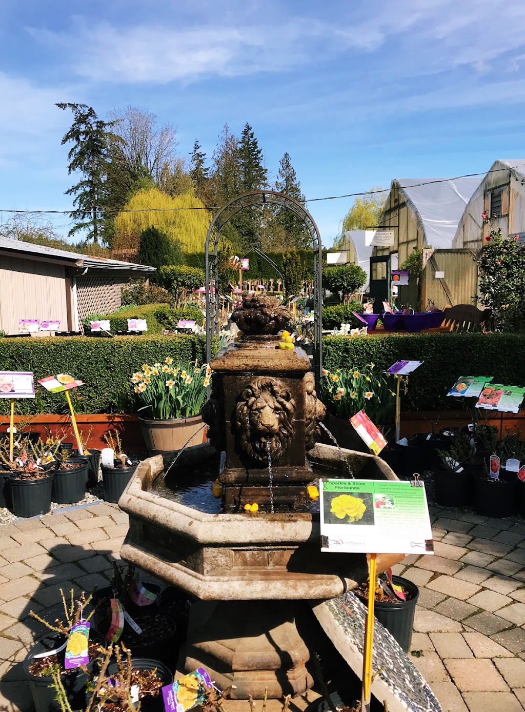 Select Roses LTD | 22771 38 Ave, Langley, BC V2Z 2G9, Canada | Phone: (604) 530-5786