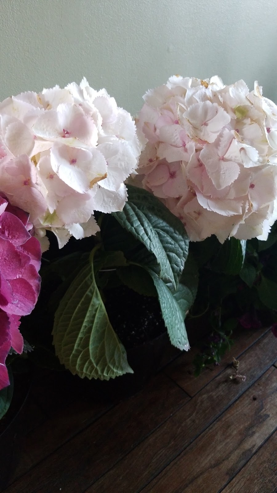 Darvonda Nurseries Ltd | 4707 49 St, Mundare, AB T0B 3H0, Canada | Phone: (587) 921-7555