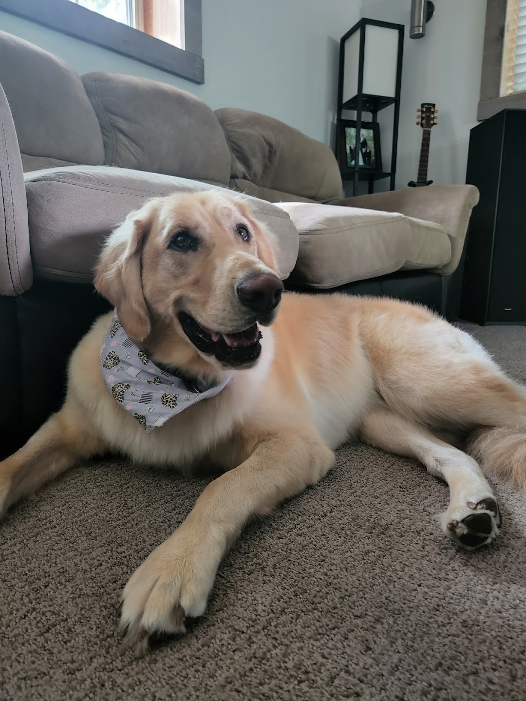 Scrubby Doo Dog Grooming | 2795 Port Robinson Rd, Welland, ON L3B 5N5, Canada | Phone: (905) 732-8936