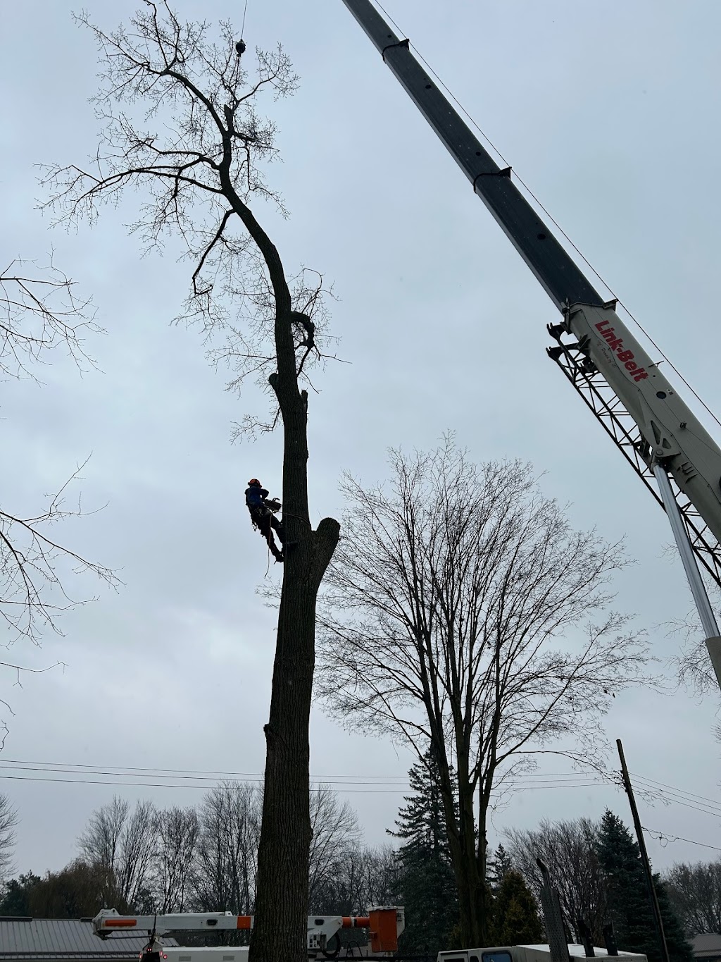 Defender Tree Service Ltd | 40385 Hensall Rd, Hensall, ON N0M 1X0, Canada | Phone: (226) 921-4986