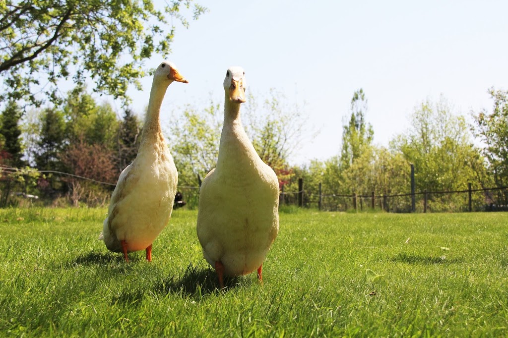 That Dutchmans Cheese Farm | 132 Brown Rd, Economy, NS B0M 1J0, Canada | Phone: (902) 647-2751
