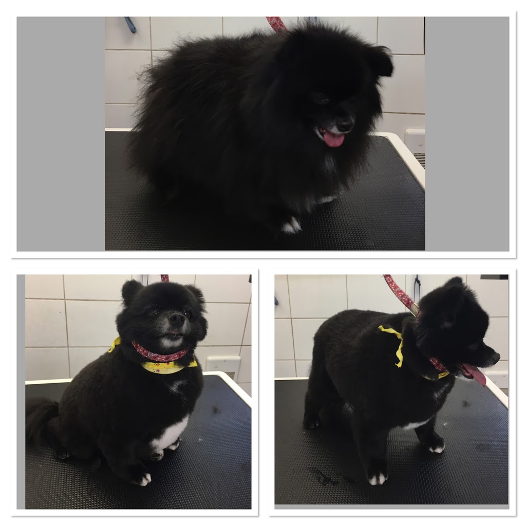 Tonte et Toilettage LEclat | 1370 Rue Dupras, Mont-Tremblant, QC J8E 3E7, Canada | Phone: (819) 429-5102