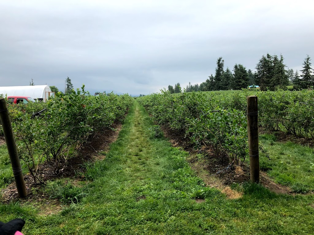 Willems Berry Farm | 33736 Vye Rd, Abbotsford, BC V2S 8A9, Canada | Phone: (604) 864-1149