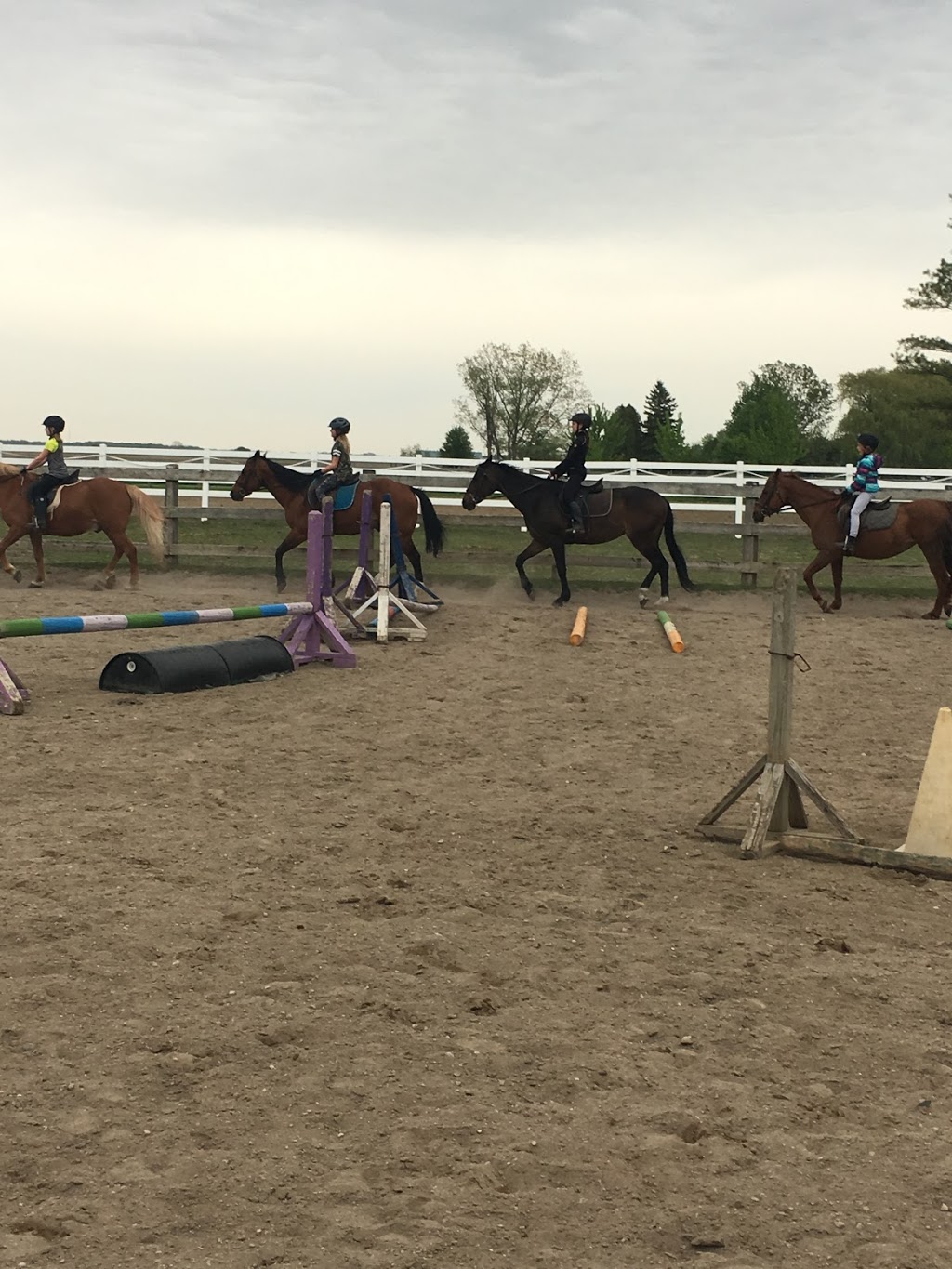 Dukeries Arabian Horse Farm | 3656 London Line, Plympton-Wyoming, ON N0N 1T0, Canada | Phone: (519) 845-3538