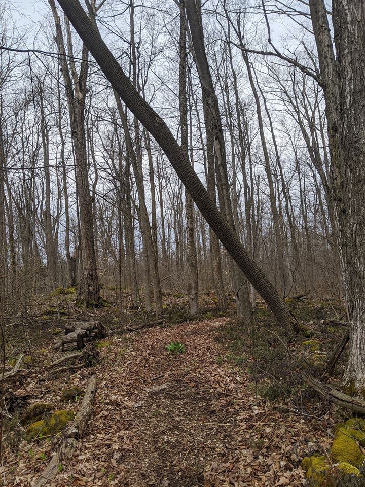 Parker Tree Care Ltd | 304 Wilson Dr, Milton, ON L9T 3K2, Canada | Phone: (905) 749-4149