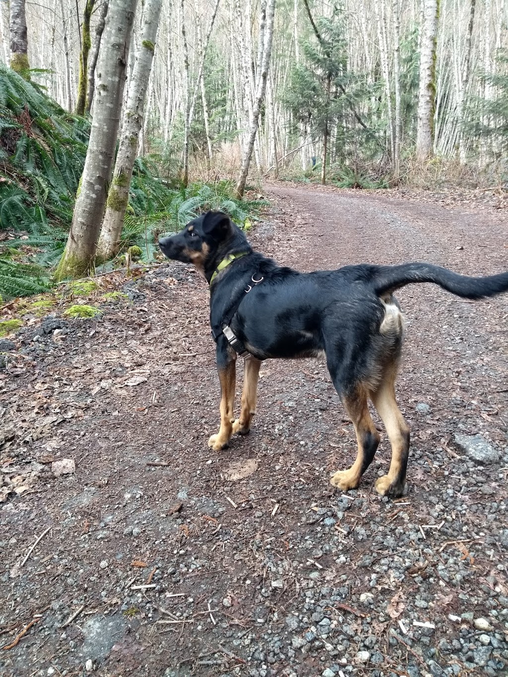 Sprockids park | 1235 Stewart Rd, Gibsons, BC V0N 1V0, Canada | Phone: (604) 885-6800