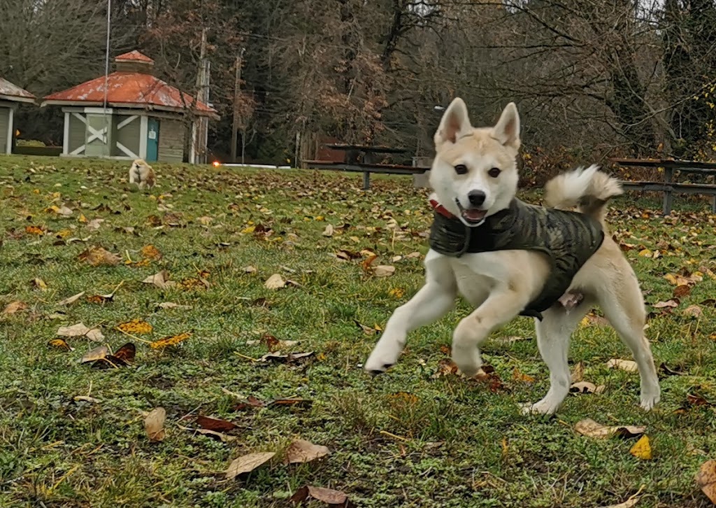 Marpole Dog Walking & Boarding Service | 7210 Hudson St, Vancouver, BC V6P 6J6, Canada | Phone: (604) 809-1761