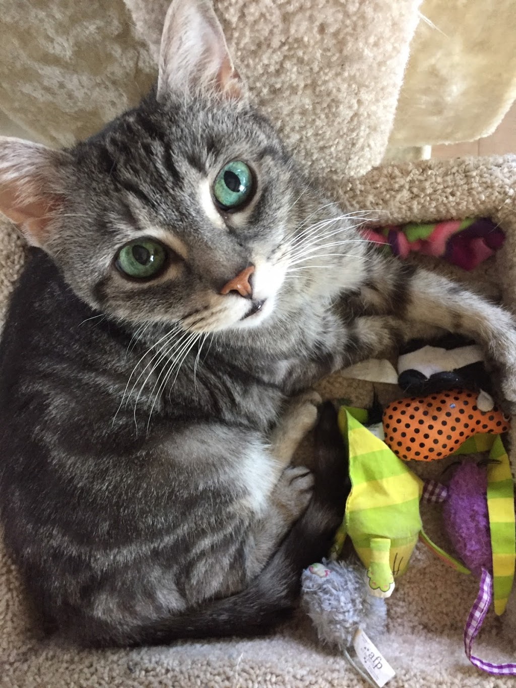Pets Inc | 3615 Victoria Dr #401, Vancouver, BC V5N 0C3, Canada | Phone: (778) 866-7713