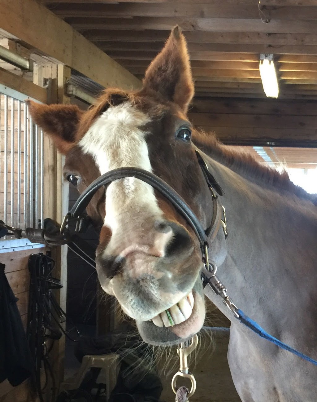 DreamRidge Equestrian | 95 Townline Road East, Port Perry, ON L9L 1B3, Canada | Phone: (416) 716-9464
