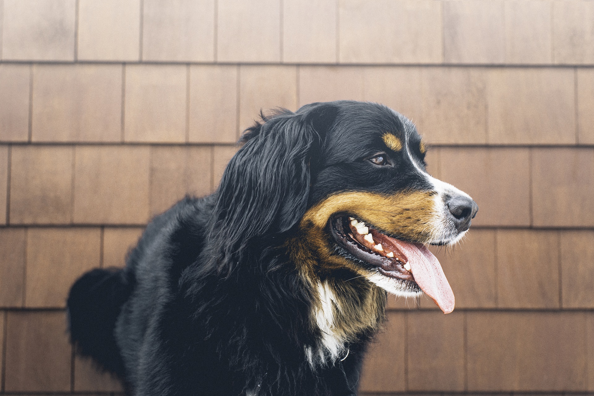 Wilmot Veterinary Clinic | 1465 Trussler Rd, Kitchener, ON N2R 1S7, Canada | Phone: (519) 696-3102