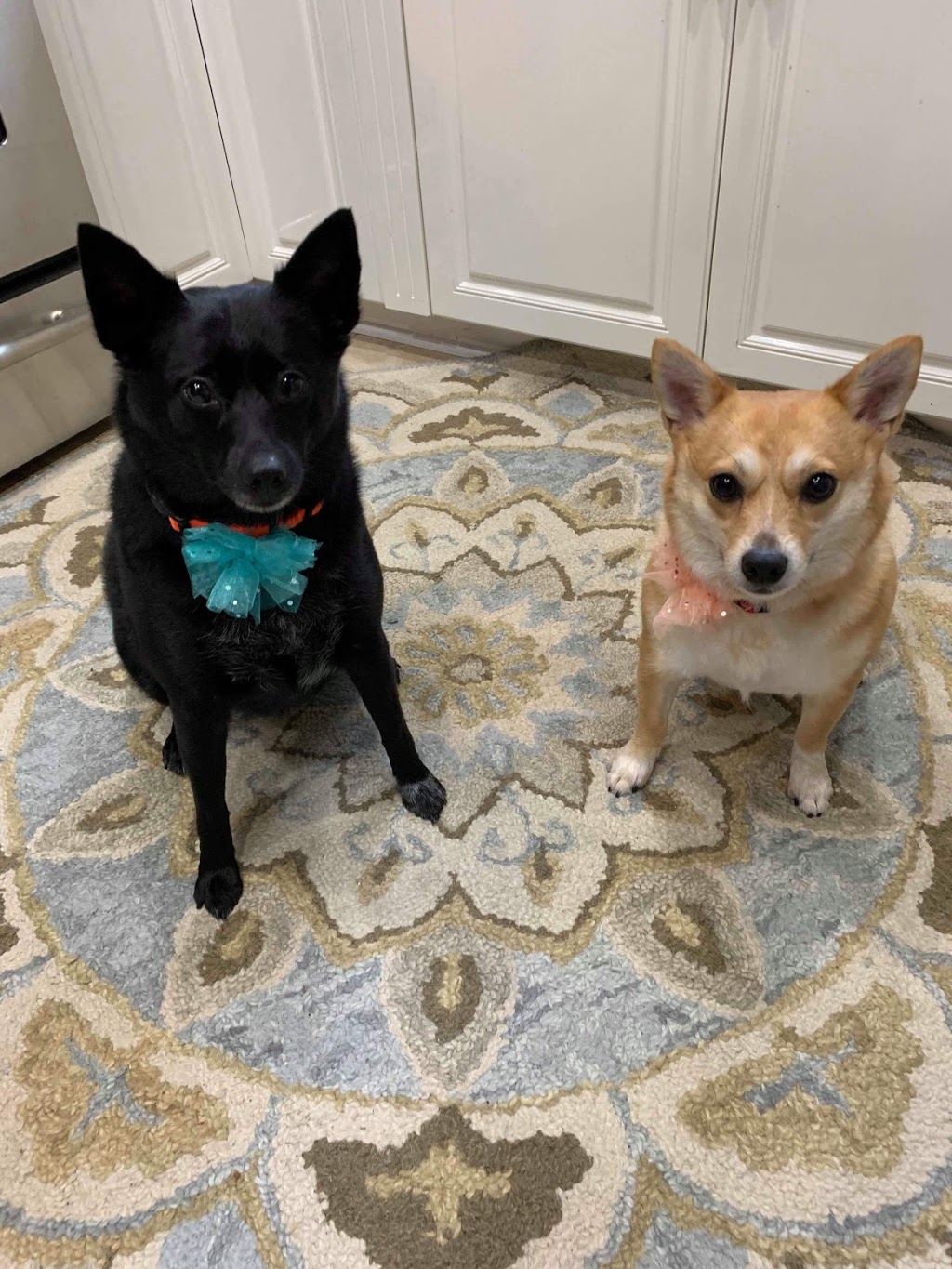 Skinny Dippers Pet Salon | 1941 Lake Whatcom Blvd, Bellingham, WA 98229, USA | Phone: (360) 393-4933